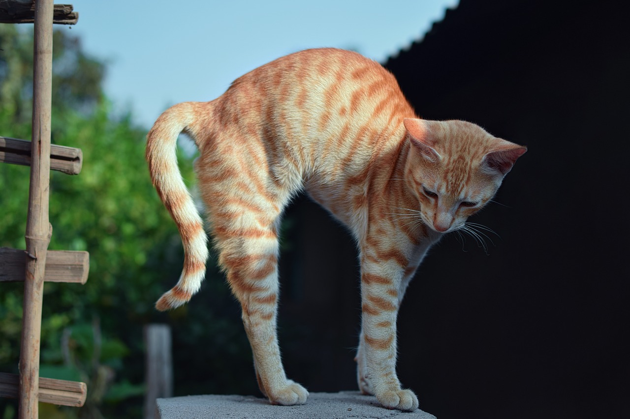Katze Katzenbuckel Katze-Kuh